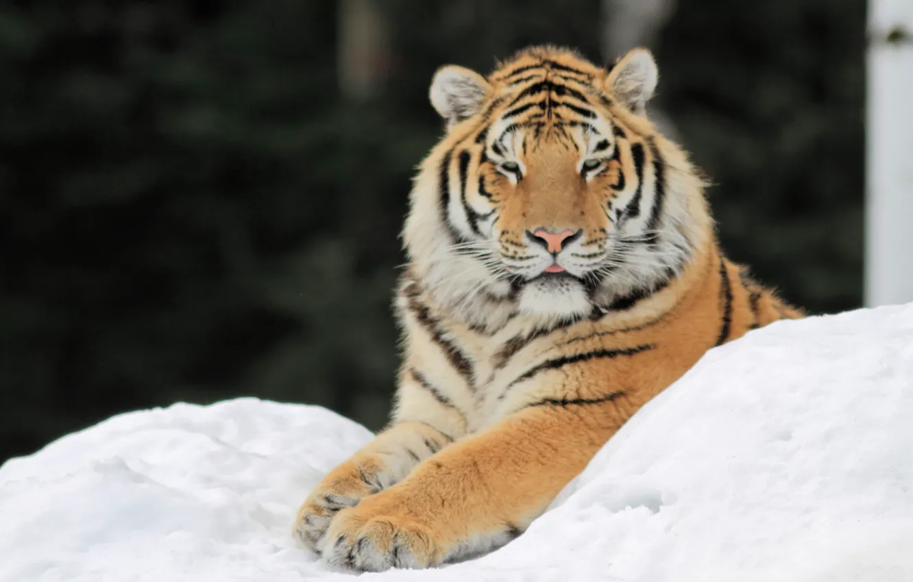 Photo wallpaper snow, tiger, paws