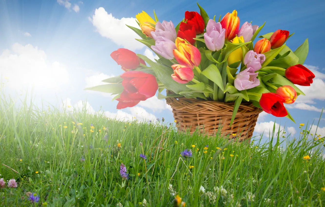 Photo wallpaper flowers, spring, weed, the sun's rays, basket of tulips