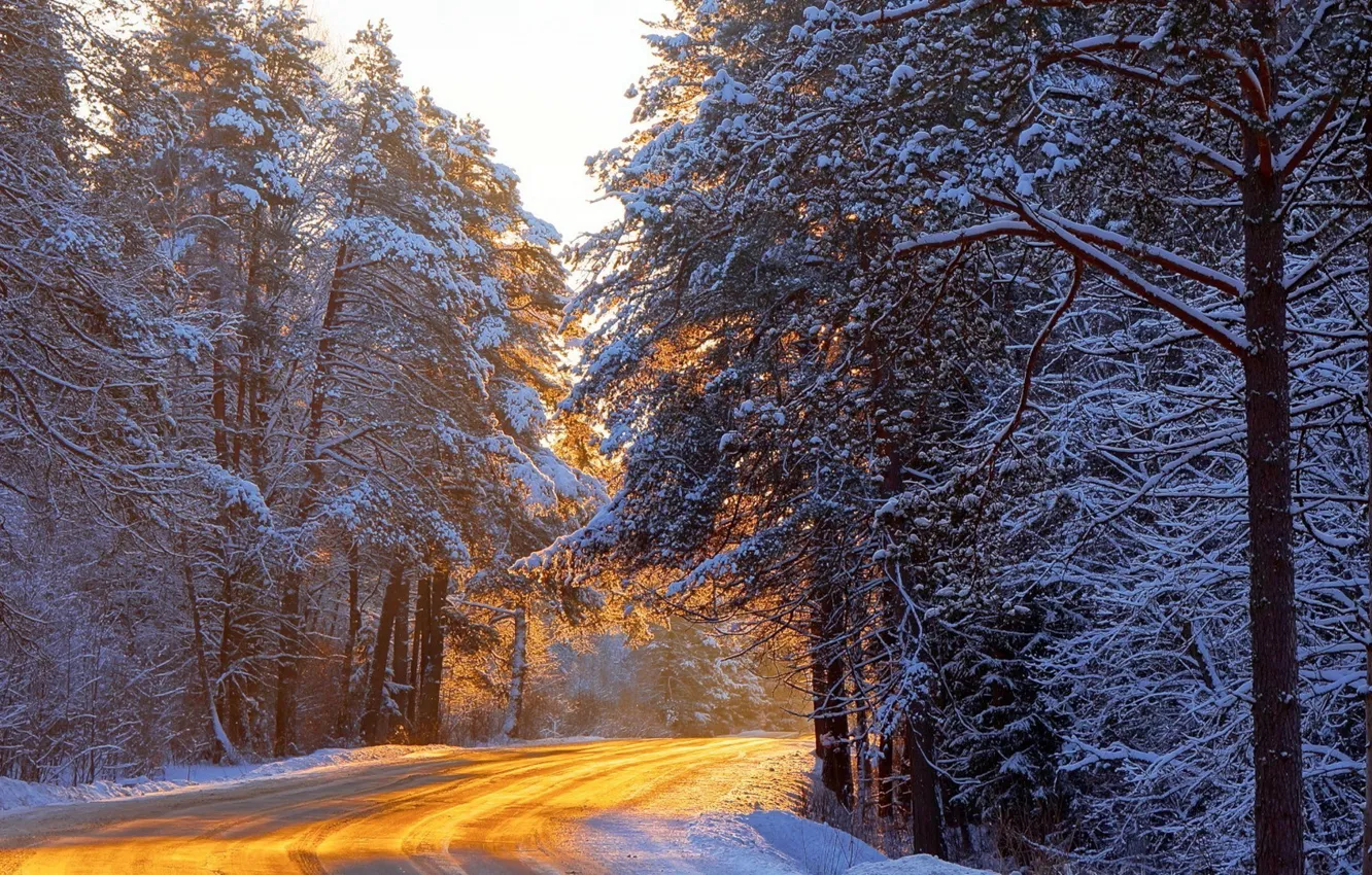 Photo wallpaper winter, road, forest, snow, trees