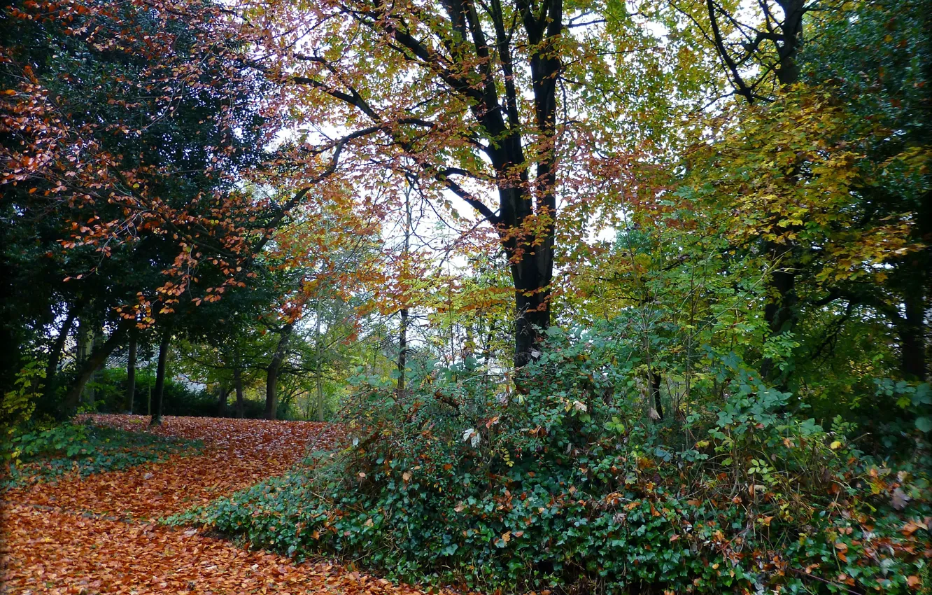 Photo wallpaper autumn, foliage, track, Autumn, leaves, path, fall
