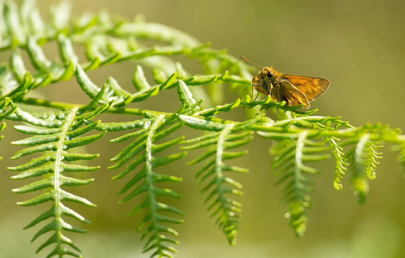 Photo wallpaper leaves, macro, nature, butterfly