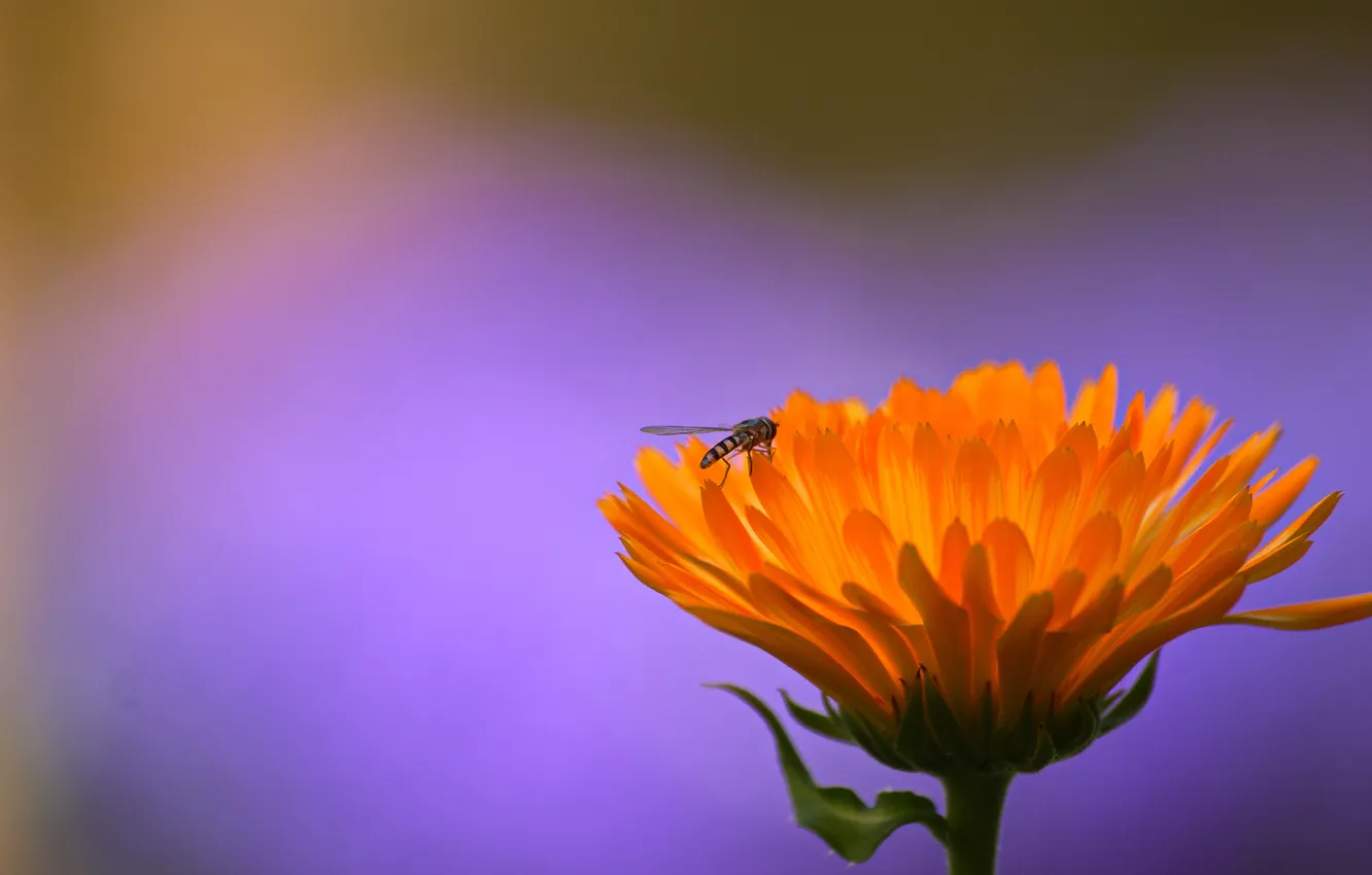 Photo wallpaper flower, orange, fly, background, lilac, insect, gorzalka