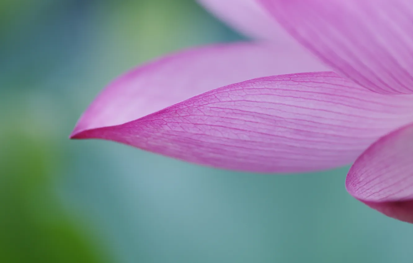 Photo wallpaper flower, macro, green, background, pink, color, petal, Lotus