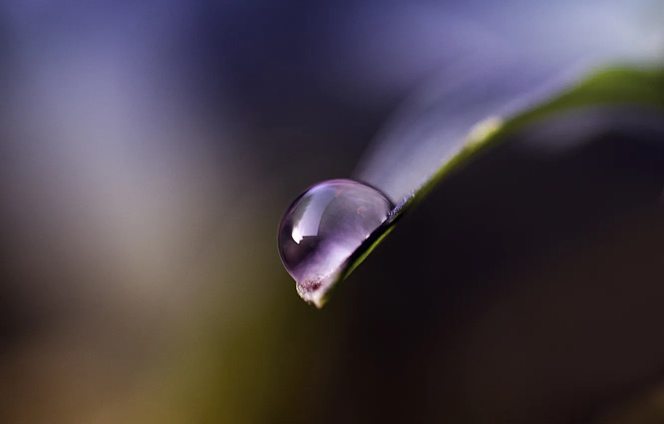 Photo wallpaper leaves, drops, macro, petals, lilac