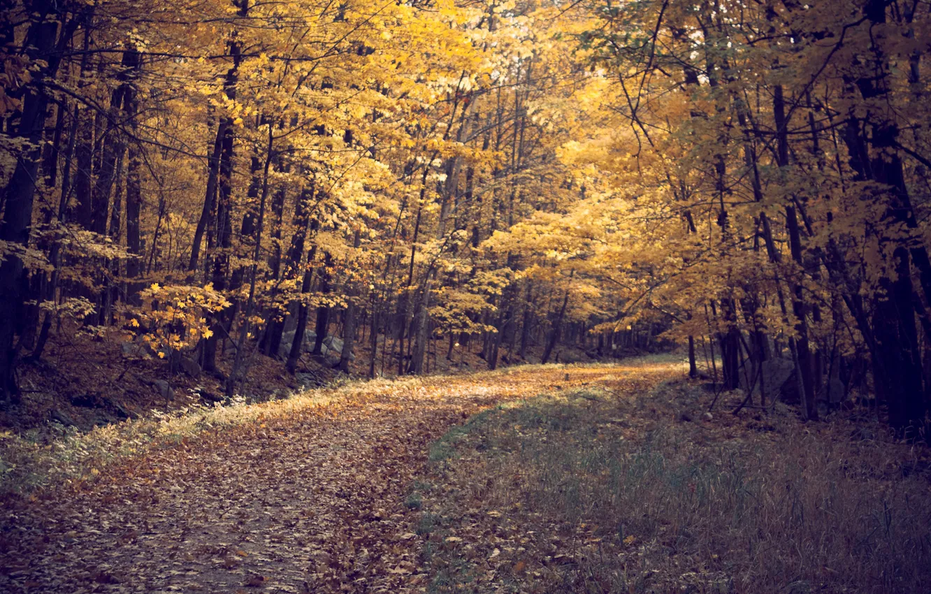 Photo wallpaper road, autumn, forest, leaves, trees, landscape, nature