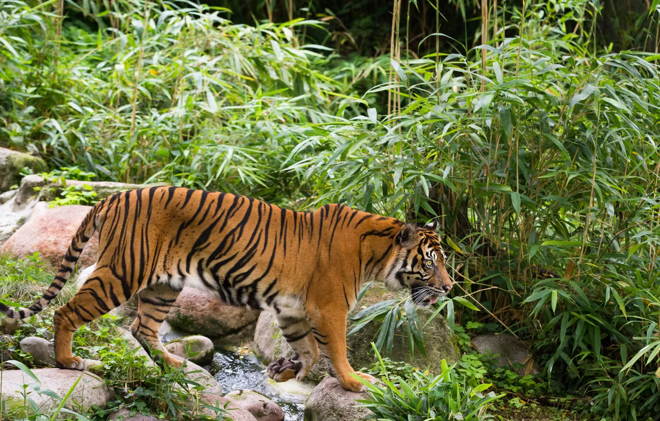 Photo wallpaper cat, look, tiger, stream, stones, profile, the bushes, Sumatran