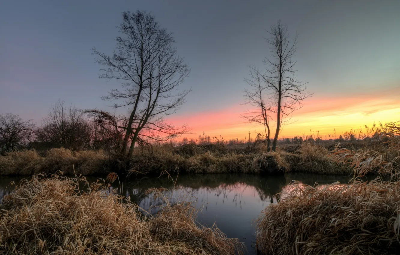Photo wallpaper trees, lake, dawn, morning, reed