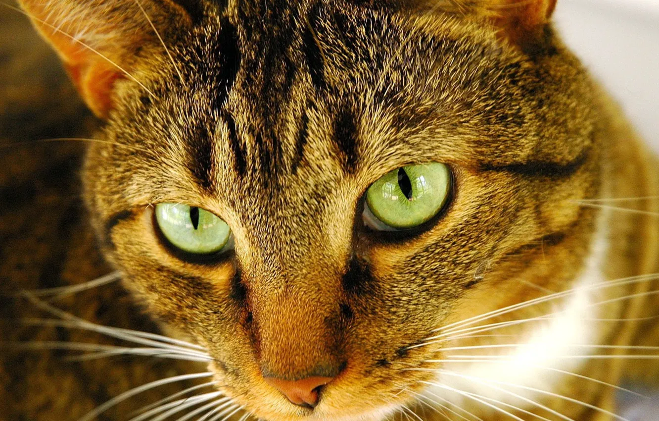 Photo wallpaper cute, Koshak, Wallpaper