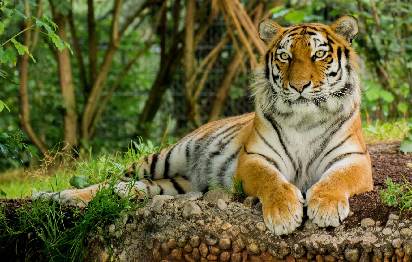 Photo wallpaper tiger, animal, stay, Cat