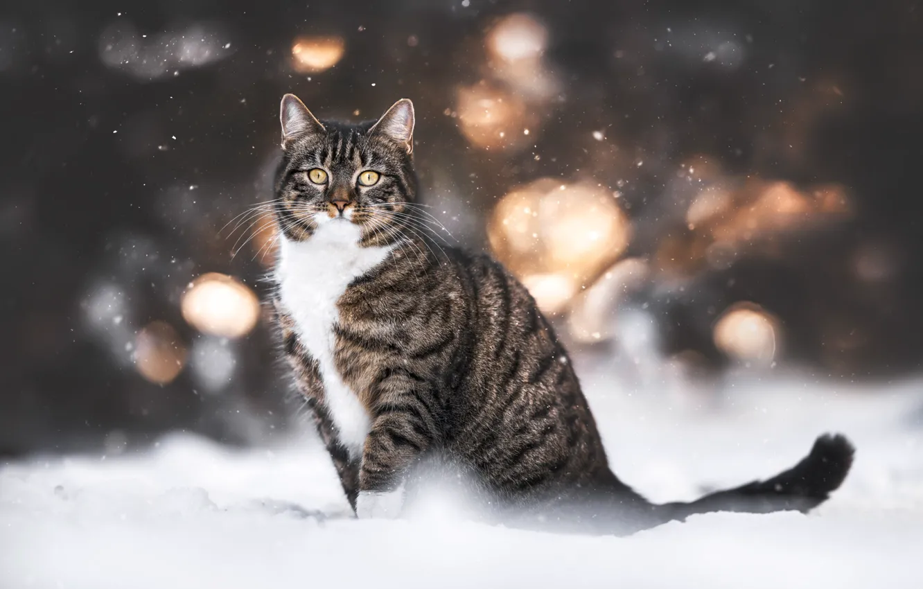 Photo wallpaper winter, cat, cat, look, snow, nature, glare, grey