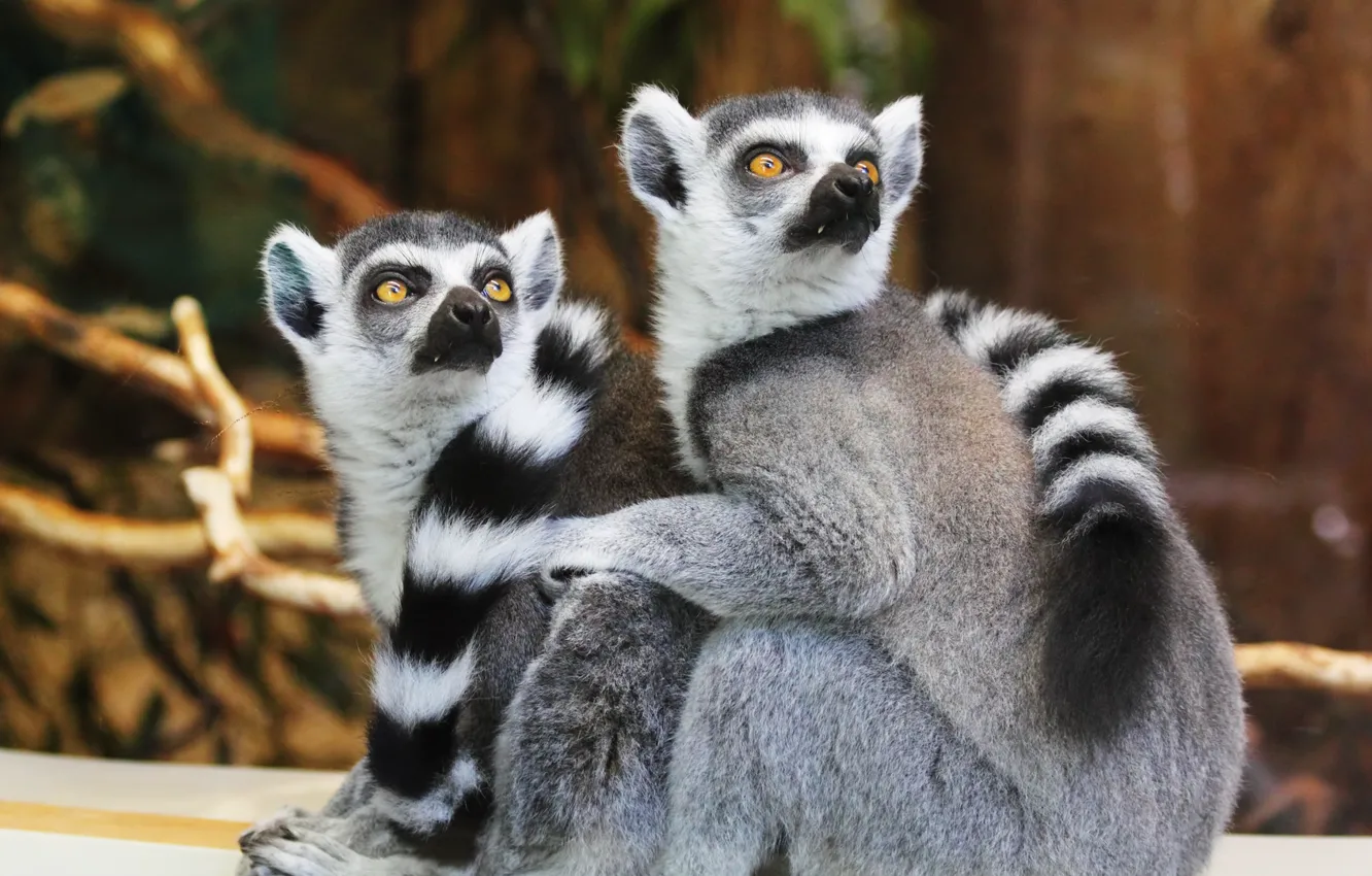 Photo wallpaper muzzle, pair, tail, lemurs