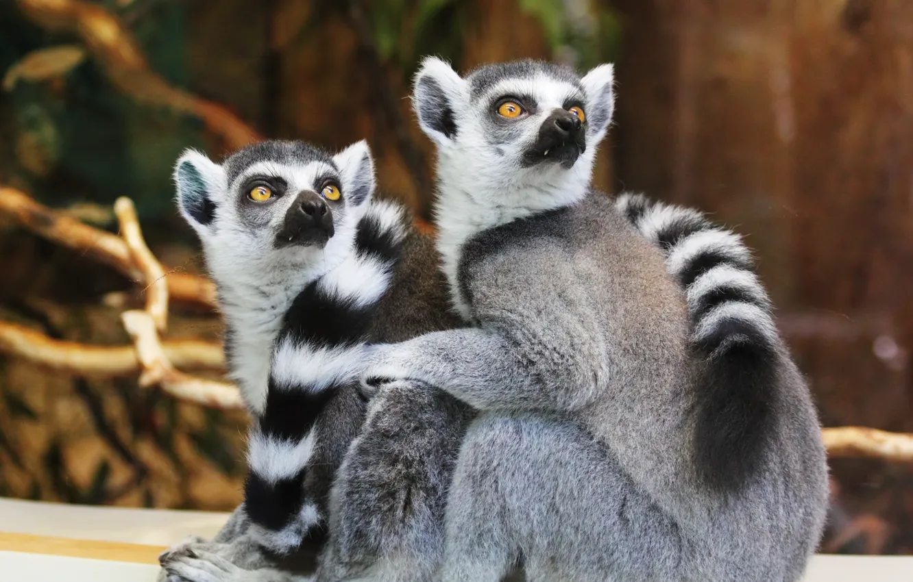 Photo wallpaper muzzle, pair, tail, lemur