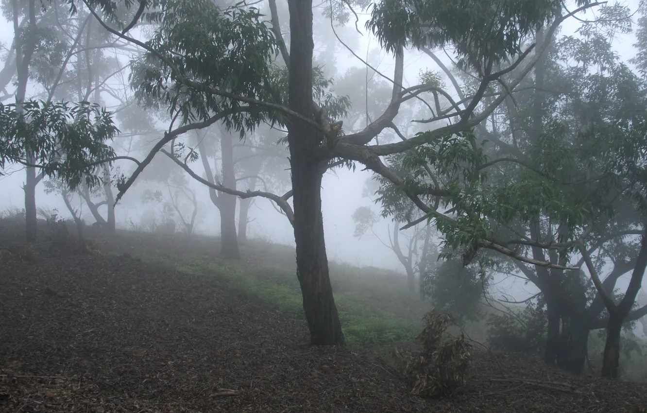 Photo wallpaper forest, trees, nature, fog, Sri Lanka, Sri Lanka, Ella Valley