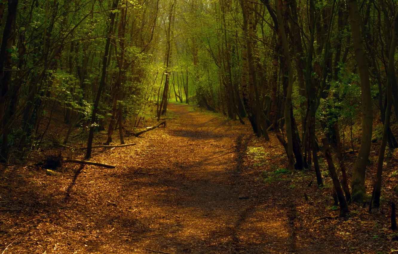 Photo wallpaper forest, light, trees, the way, foliage, trail, turn, track
