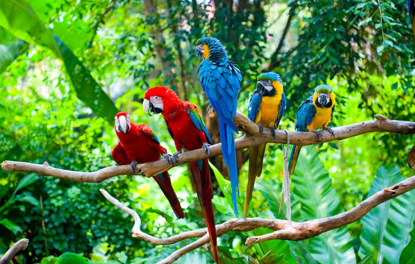 Photo wallpaper group, Forest, parrots