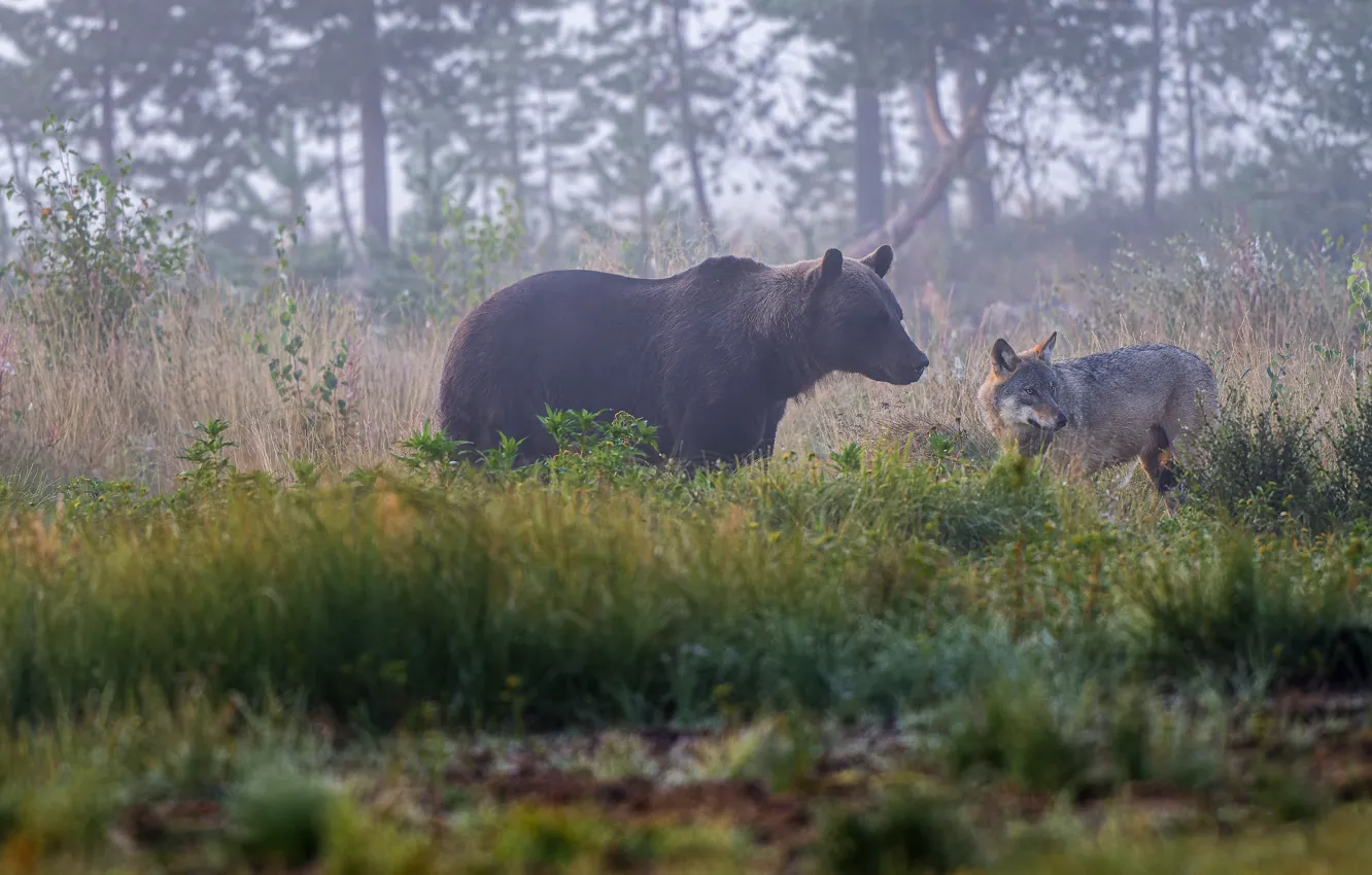 Photo wallpaper forest, grass, fog, thickets, wolf, morning, bear, pair