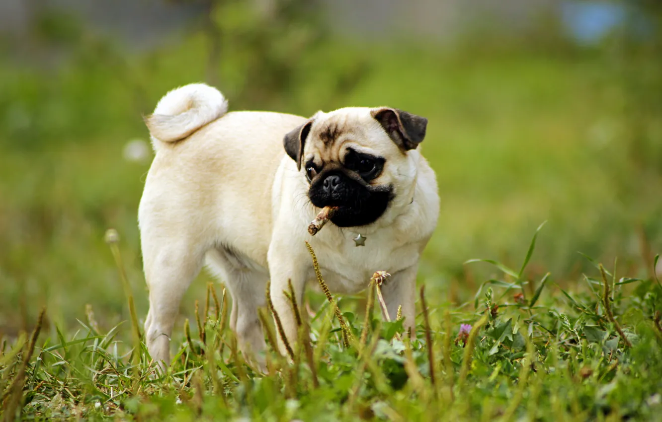 Photo wallpaper greens, grass, dog, pug, puppy