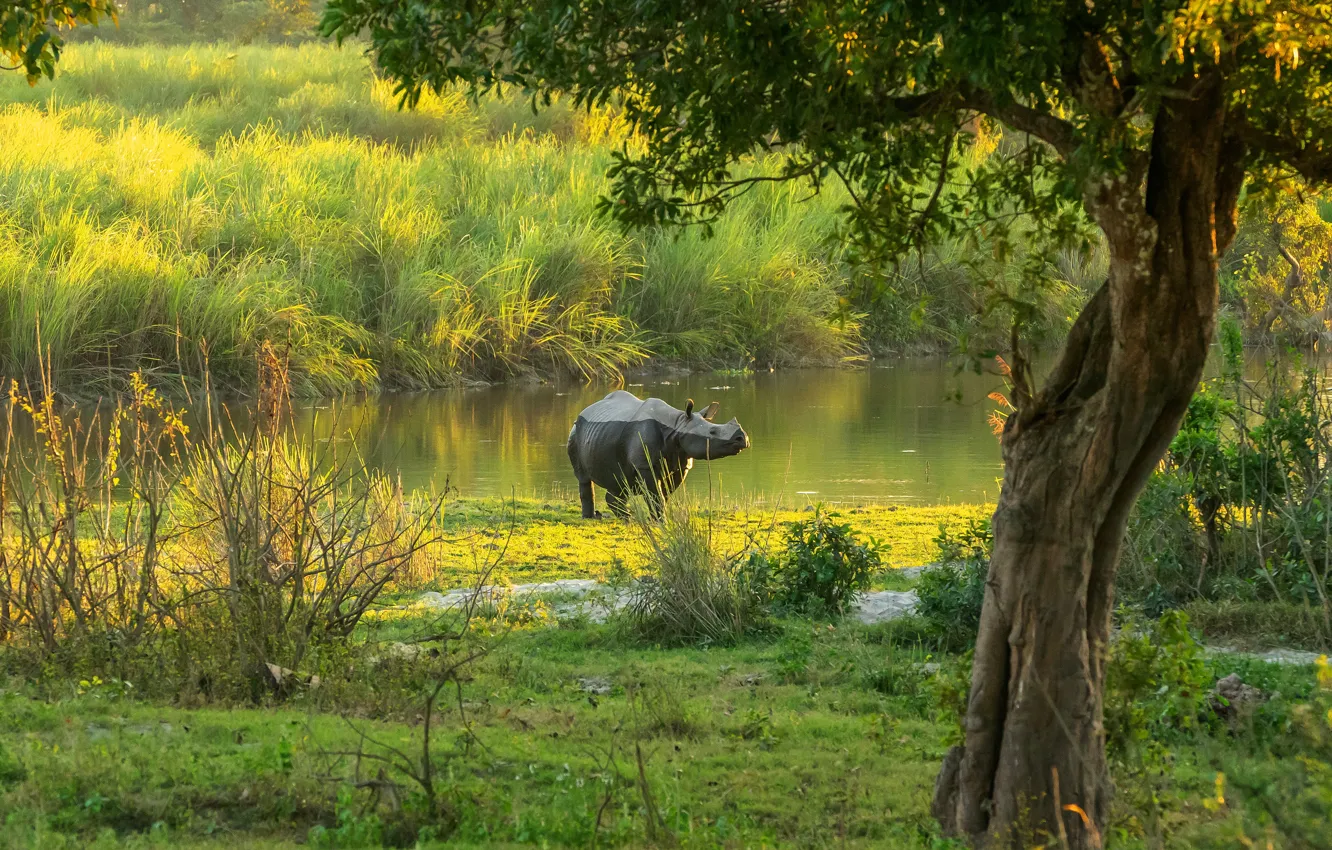 Photo wallpaper greens, light, trees, landscape, branches, nature, lake, shore