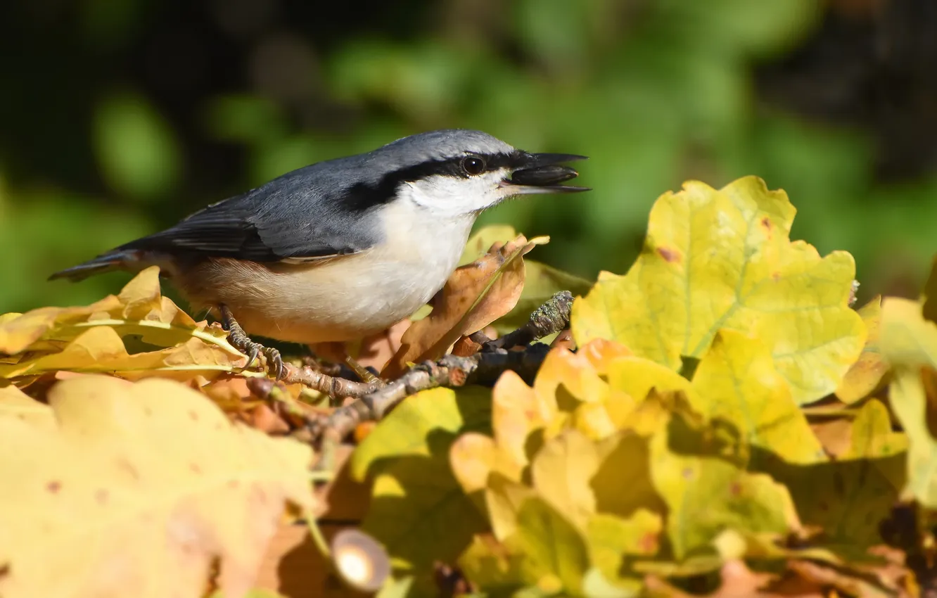 Photo wallpaper autumn, birds, nuthatch, photohunt