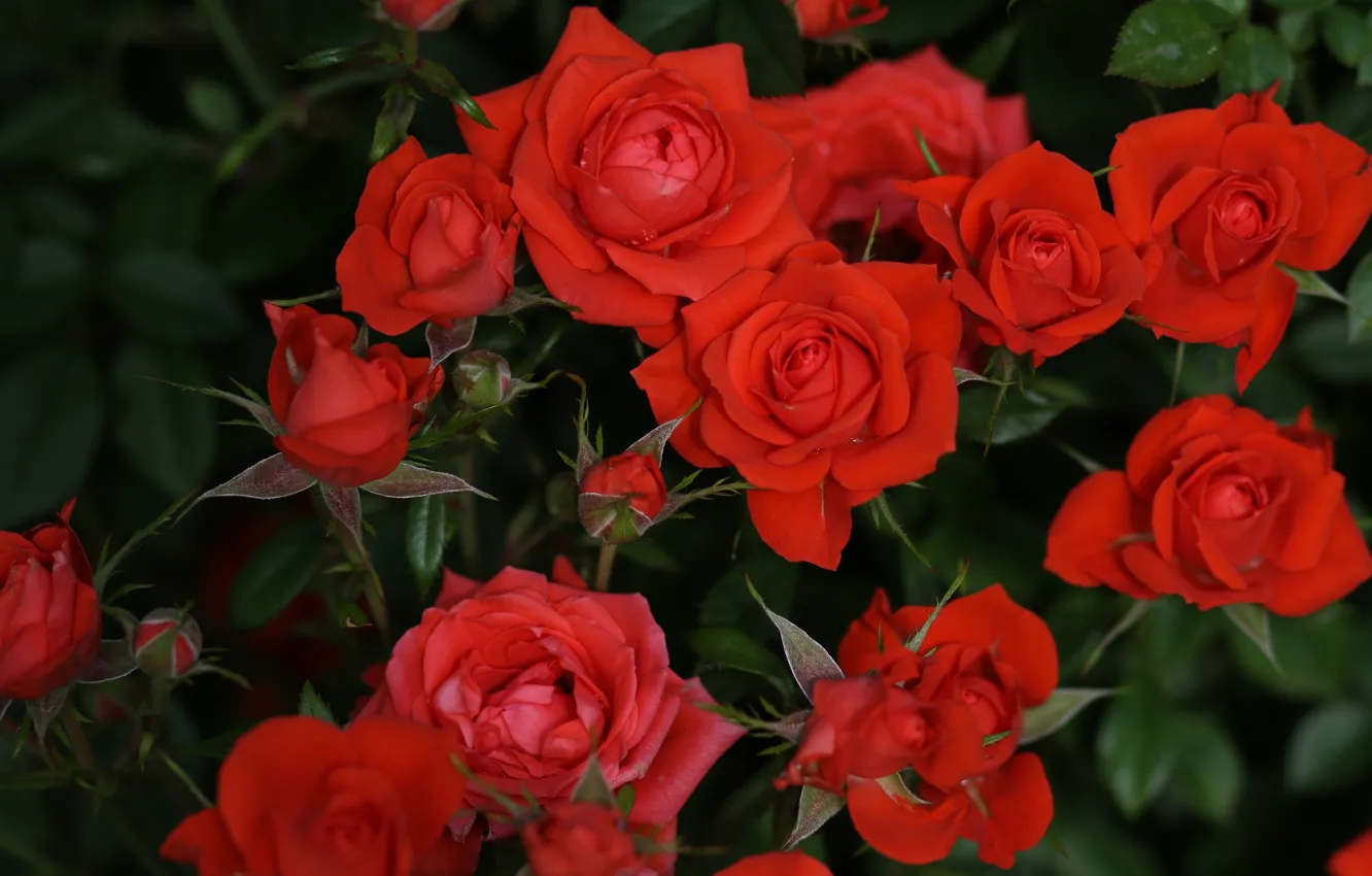 Photo wallpaper leaves, flowers, red, the dark background, bright, roses, garden, buds