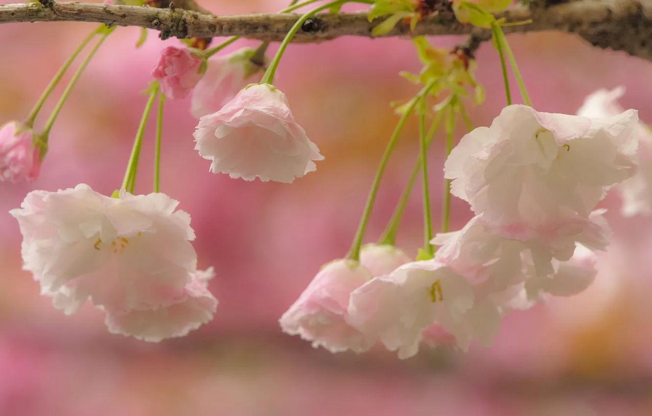 Photo wallpaper macro, cherry, branch, Sakura, flowering, flowers