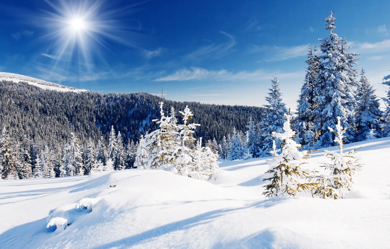 Photo wallpaper winter, forest, the sky, snow, trees, blue, the snow, the rays of the sun