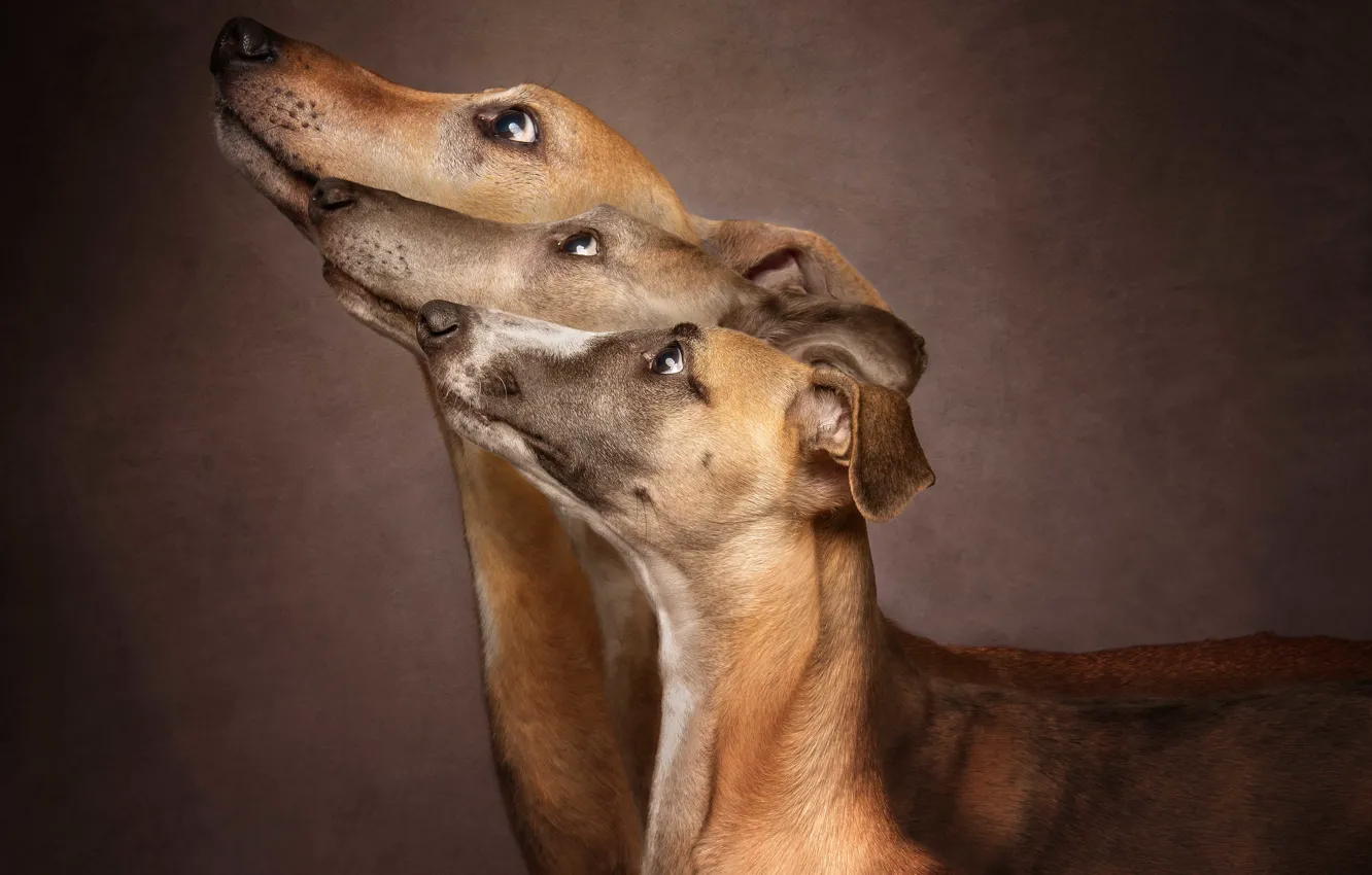 Photo wallpaper background, each, dog