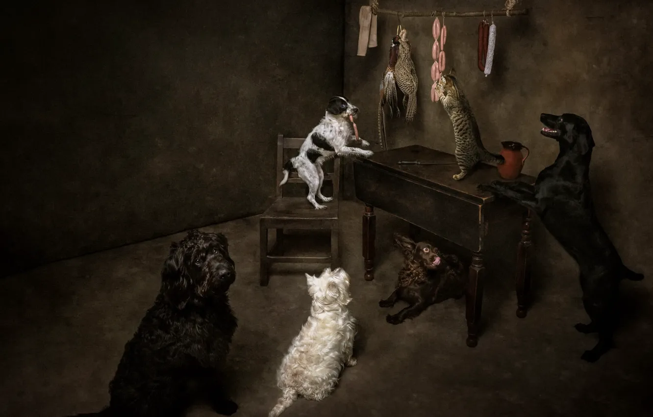 Photo wallpaper cat, food, dog