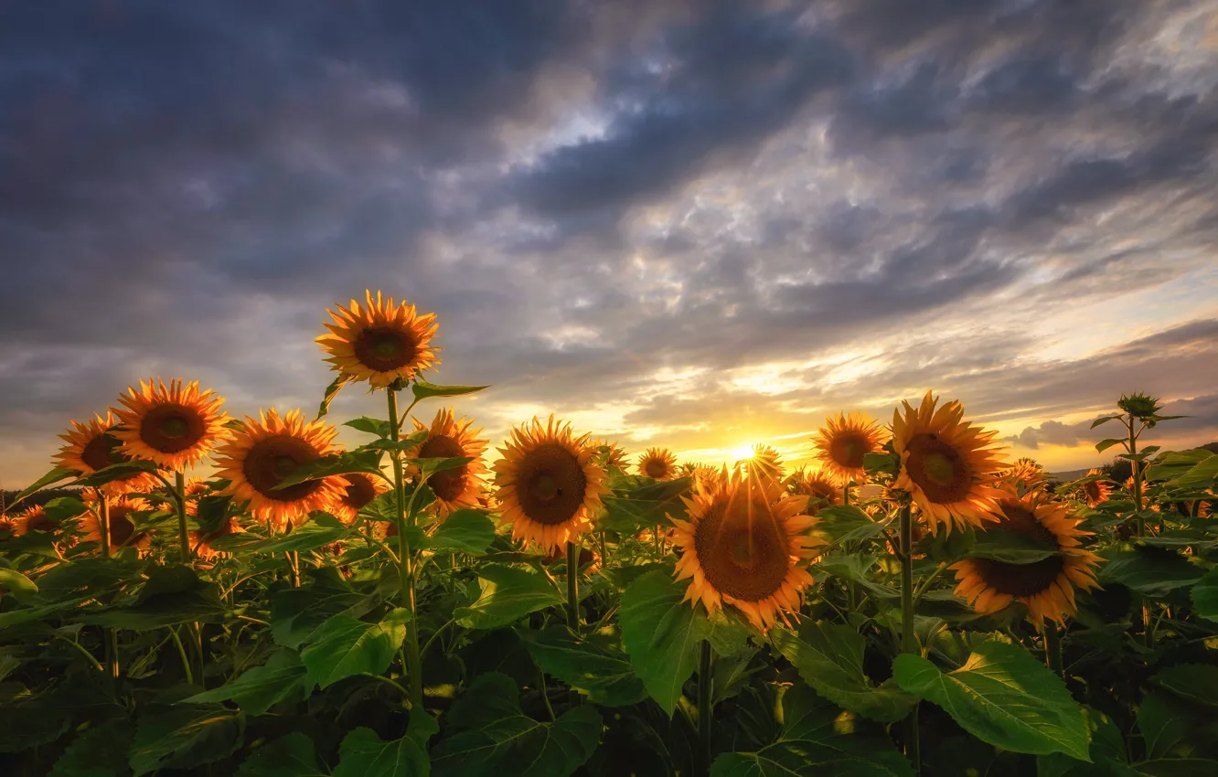 Photo wallpaper field, sunflowers, flowers