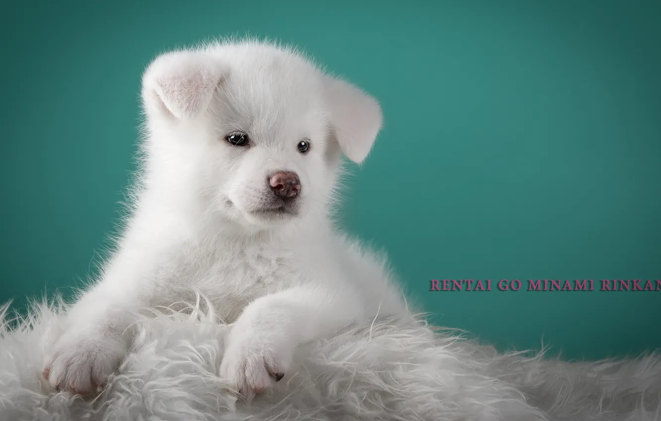 Photo wallpaper white, fluffy, cute, puppy, doggie, Japanese Akita