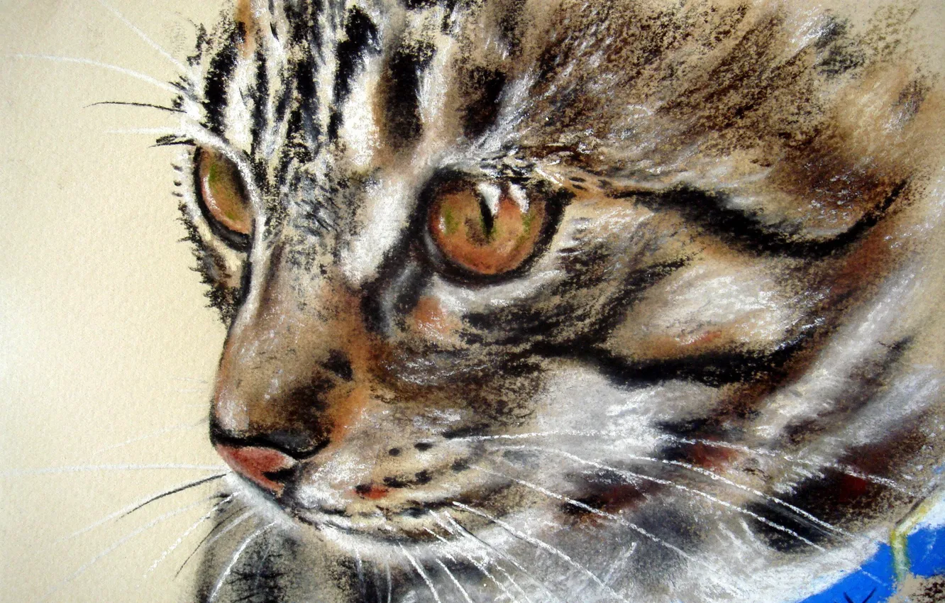 Photo wallpaper eyes, cat, look, blue, animal, muzzle, collar, painting