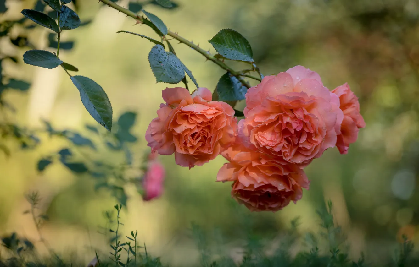 Photo wallpaper roses, branch, bokeh, Alexey Yudenkov