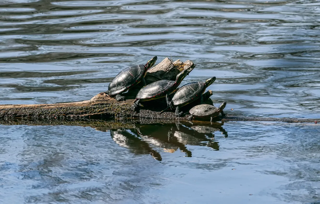 Photo wallpaper water, log, four, turtles