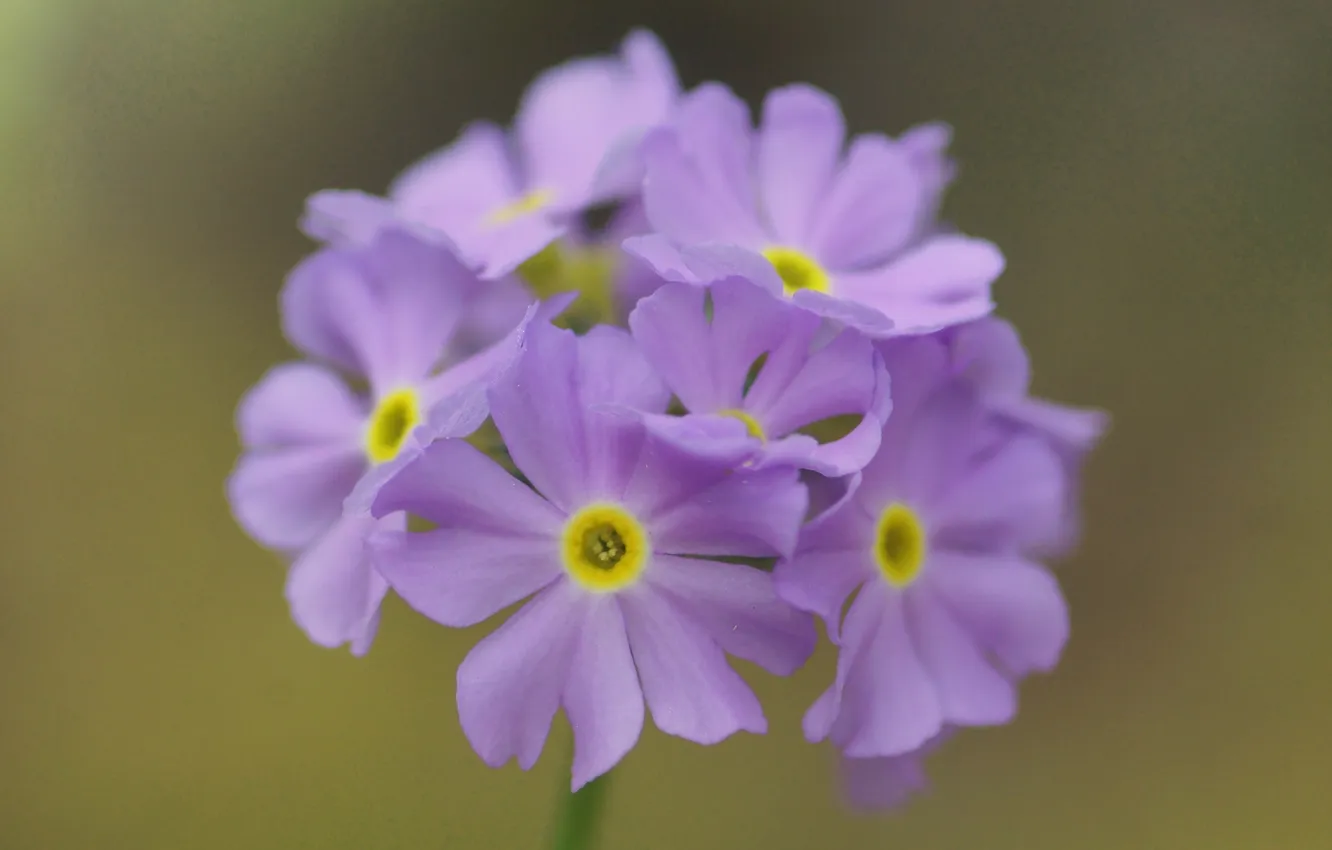 Photo wallpaper flowers, nature, field, lilac, inflorescence