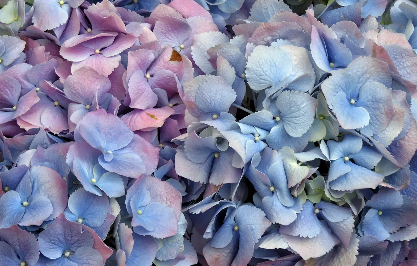 Photo wallpaper flowers, background, petals