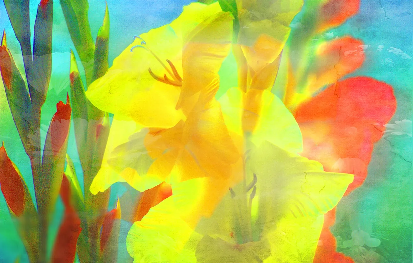 Photo wallpaper macro, texture, petals, gladiolus