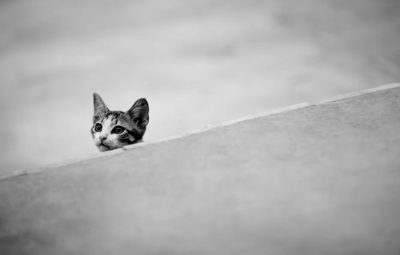 Photo wallpaper cat, background, minimalism
