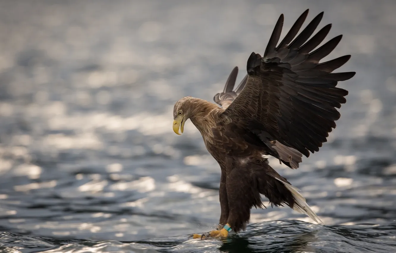 Photo wallpaper water, bird, wings, predator, White-tailed eagle