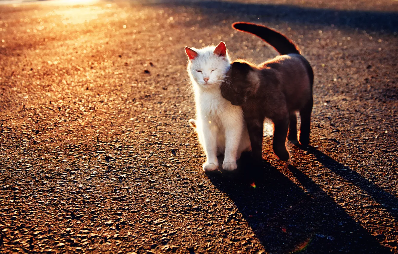 Photo wallpaper cat, white, black, weasel
