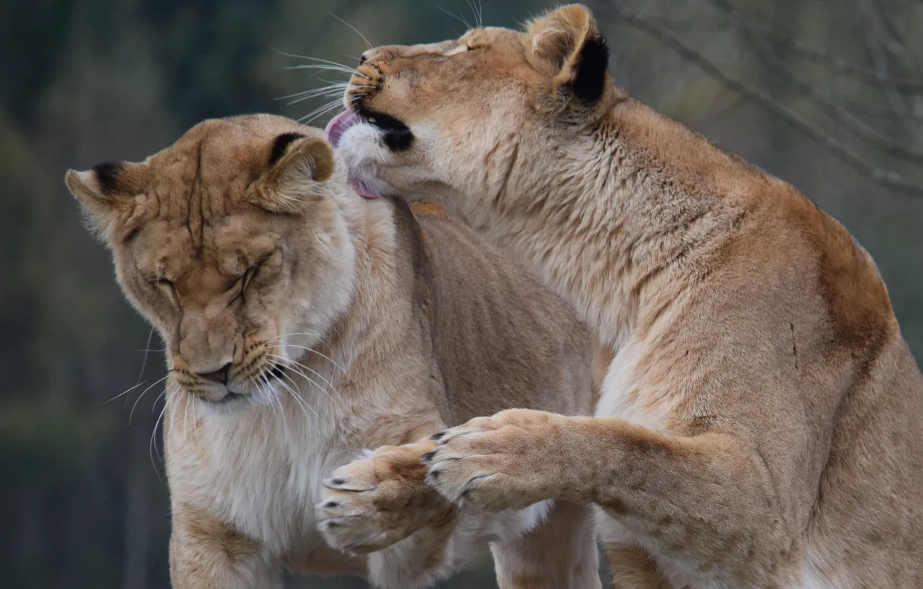 Photo wallpaper Leo, pair, lioness, big cat, Safari