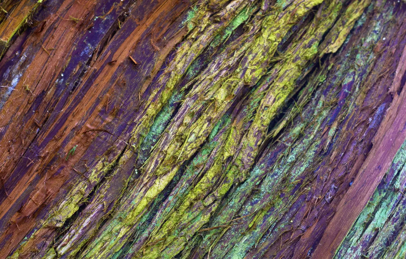 Photo wallpaper tree, color, texture