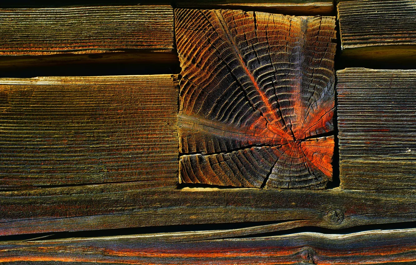 Photo wallpaper trees, background, texture