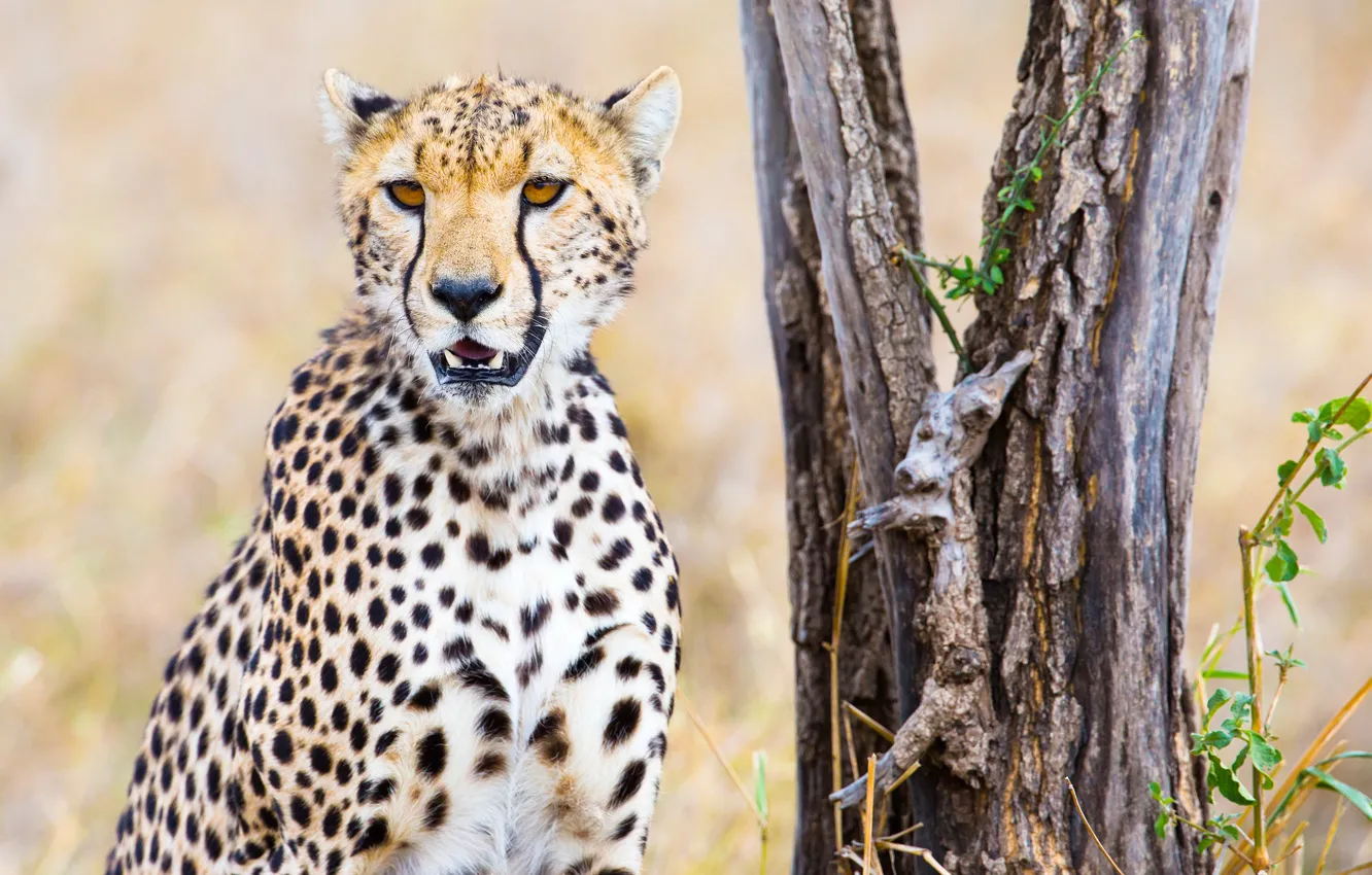 Photo wallpaper grass, trees, nature, predator, Cheetah, bokeh