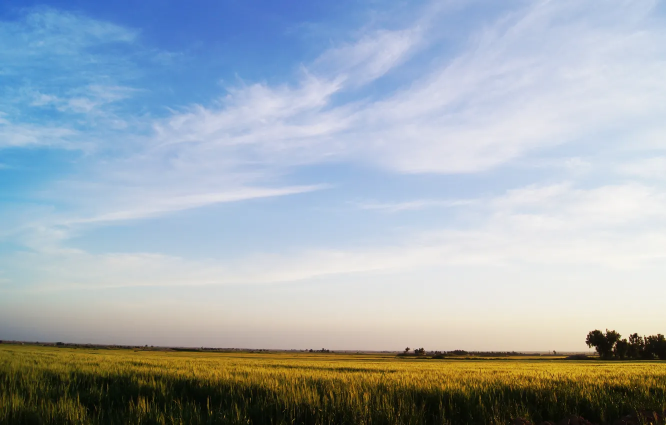 Photo wallpaper green, wallpaper, sky, shush city