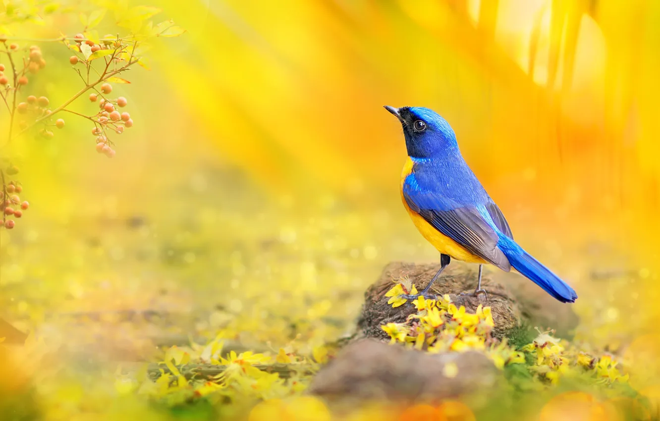 Photo wallpaper macro, branches, blue, yellow, berries, bird, bright, petals
