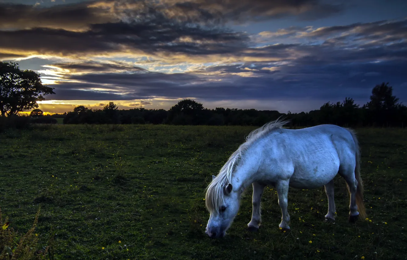 Photo wallpaper field, night, nature, horse