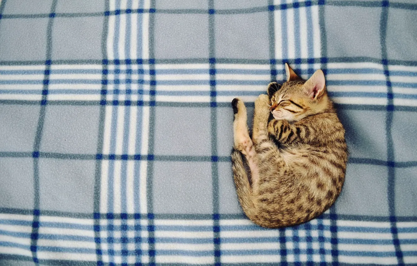 Photo wallpaper cat, comfort, home