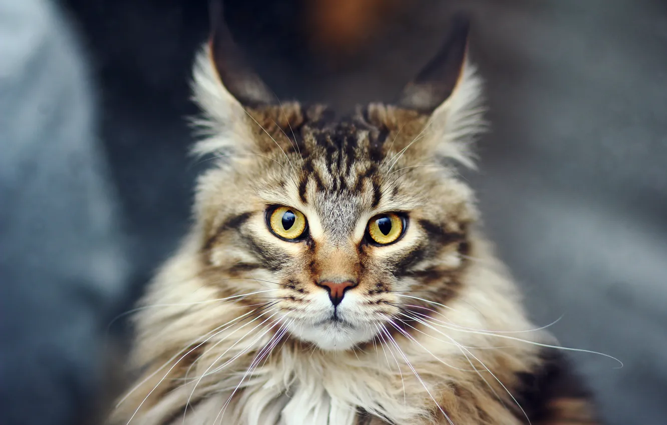 Photo wallpaper cat, cat, Maine Coon, Maine Coon