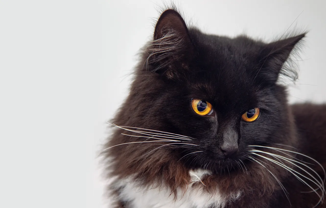 Photo wallpaper cat, cat, look, face, pose, black and white, black, portrait