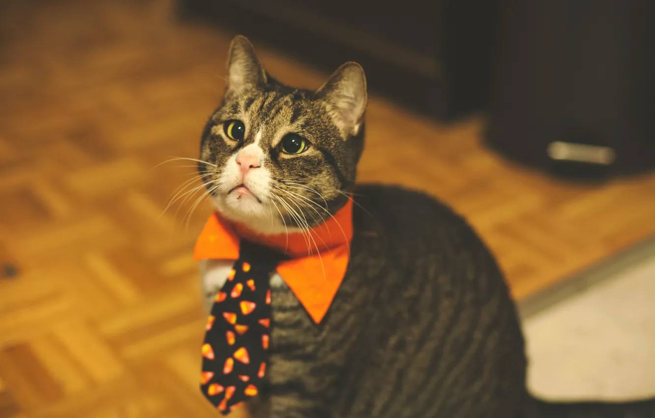 Photo wallpaper cat, tie, cute, funny, pet